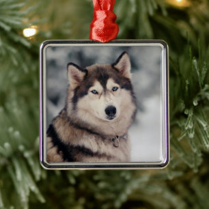 Schöner Husky im Freien Ornament Aus Metall
