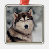 Schöner Husky im Freien Ornament Aus Metall (Vorne)
