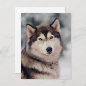 Schöner Husky im Freien Postkarte (Vorne/Hinten)