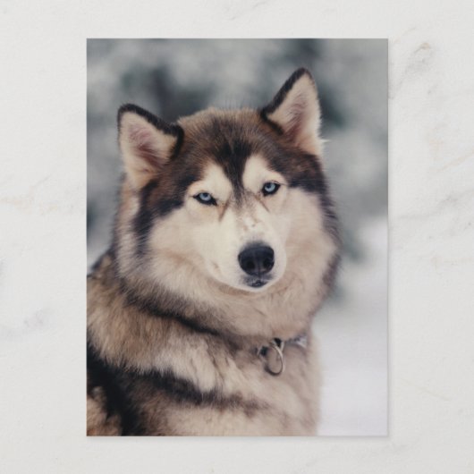 Schöner Husky im Freien Postkarte (Vorderseite)