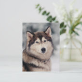 Schöner Husky im Freien Postkarte (Stehend Vorderseite)