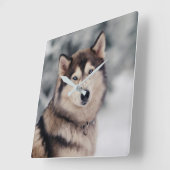 Schöner Husky im Freien Quadratische Wanduhr (Winkel)