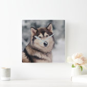 Schöner Husky im Freien Quadratische Wanduhr (Zuhause)