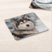 Schöner Husky im Freien Rechteckiger Pappuntersetzer (angewinkelt)