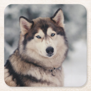 Schöner Husky im Freien Rechteckiger Pappuntersetzer