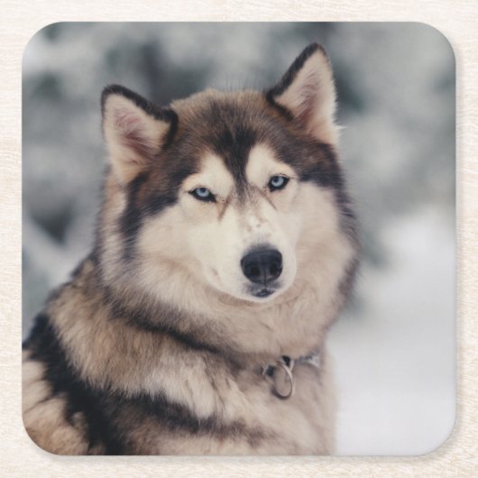 Schöner Husky im Freien Rechteckiger Pappuntersetzer (Vorderseite)