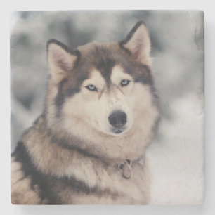 Schöner Husky im Freien Steinuntersetzer