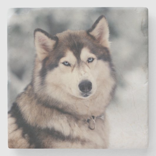 Schöner Husky im Freien Steinuntersetzer (Vorderseite)
