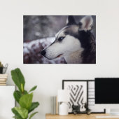 Schöner Husky Nah Up Print Sled Dog Poster (Heimbüro)