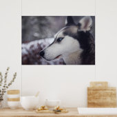 Schöner Husky Nah Up Print Sled Dog Poster (Küche)