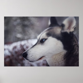 Schöner Husky Nah Up Print Sled Dog Poster