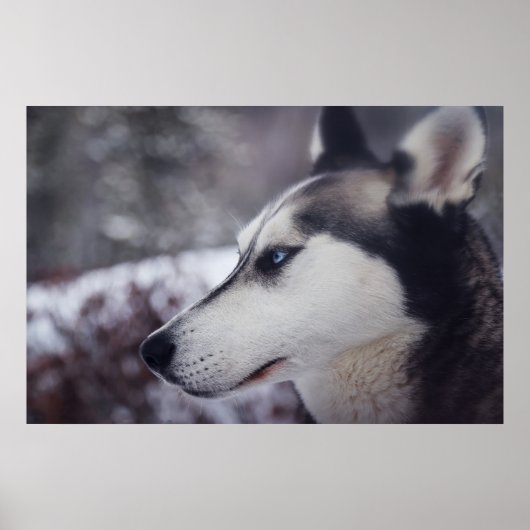 Schöner Husky Nah Up Print Sled Dog Poster (Vorne)