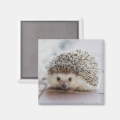 Schöner Igel Magnet (Vorderseite/Rückseite)