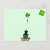 Schöner Jack Der St. Patrick's Day der Katze Postkarte (Rückseite)