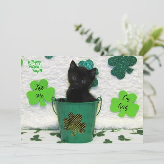 Schöner Jack - Katze / Kitten St. Patrick's Day (Stehend Vorderseite)