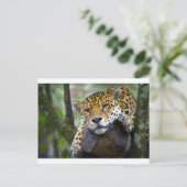 Schöner Jaguar entspannend in Baum Postkarte (Stehend Vorderseite)