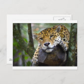 Schöner Jaguar entspannend in Baum Postkarte (Vorne/Hinten)