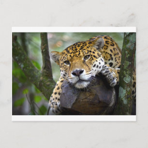 Schöner Jaguar entspannt sich im Baum Postkarte
