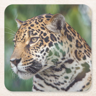 Schöner Jaguar im Wilden Rechteckiger Pappuntersetzer