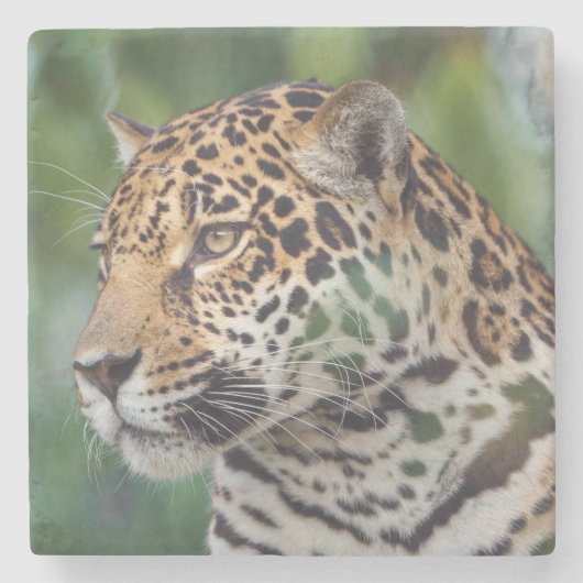 Schöner Jaguar im Wilden Steinuntersetzer (Vorderseite)