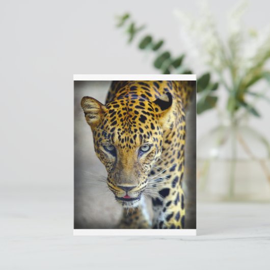 Schöner Jaguar Postkarte (Stehend Vorderseite)