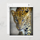 Schöner Jaguar Postkarte (Vorne/Hinten)