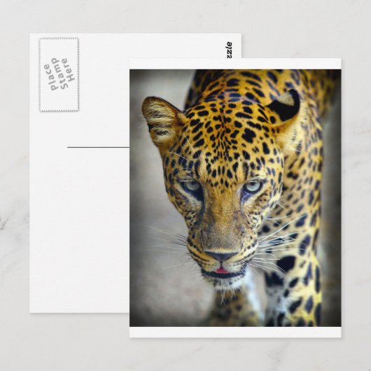 Schöner Jaguar Postkarte (Vorne/Hinten)