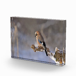 Schöner Jay auf der Ast Fotoblock