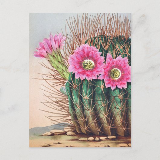 schöner Kaktus Postkarte (Vorderseite)
