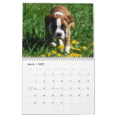 Schöner Kalender der Boxer-2017 (Mär 2027)
