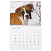 Schöner Kalender der Boxer-2017 (Jan 2027)