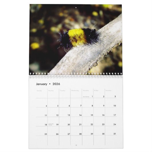 Schöner Kalender der Wanzen-2016 (Jan 2026)