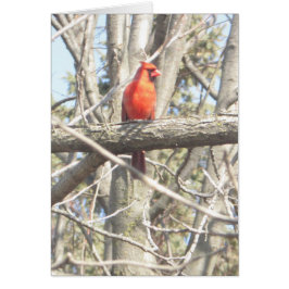 Schöner Kardinal auf einer Zweigplatine