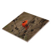 Schöner Kardinal im Norden Fliese (Seite)