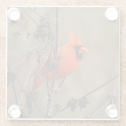 Schöner Kardinal im Norden Glasuntersetzer (Rückseite)