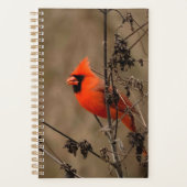 Schöner Kardinal im Norden Planer (Vorderseite)