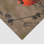 Schöner Kardinal im Norden Seidenpapier (Ausschnitt)