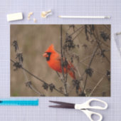 Schöner Kardinal im Norden Seidenpapier (Handwerk)