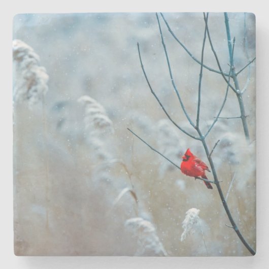 Schöner Kardinal im Schnee Steinuntersetzer (Vorderseite)