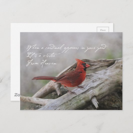 Schöner Kardinal mit Sprichwort Postkarte (Vorne/Hinten)