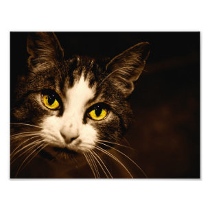 Schöner Katzenaugen-Foto-Druck Fotodruck