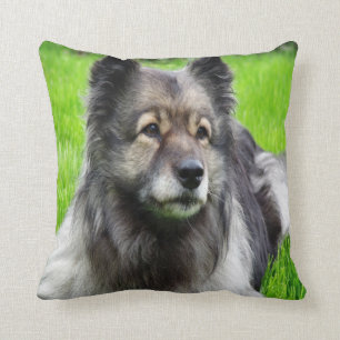 Schöner Keeshond Kissen