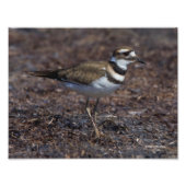 Schöner Killdeer am Strand Fotodruck (Vorne)