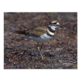 Schöner Killdeer am Strand Fotodruck