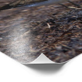 Schöner Killdeer am Strand Fotodruck (Ecke)