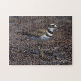 Schöner Killdeer am Strand Puzzle