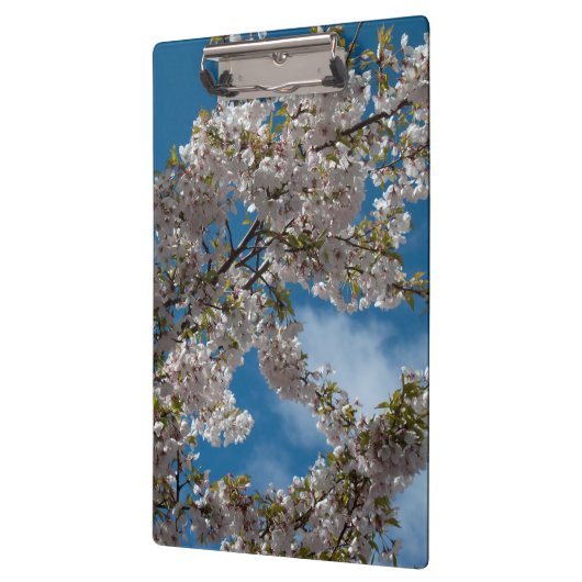 Schöner Kirschblütenbaum gegen den blauen Himmel. Klemmbrett (Links)