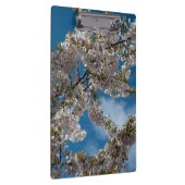 Schöner Kirschblütenbaum gegen den blauen Himmel. Klemmbrett (Rechts)