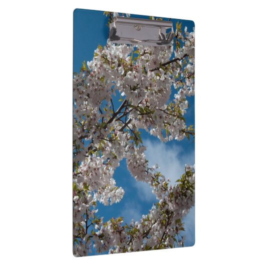 Schöner Kirschblütenbaum gegen den blauen Himmel. Klemmbrett (Rechts)