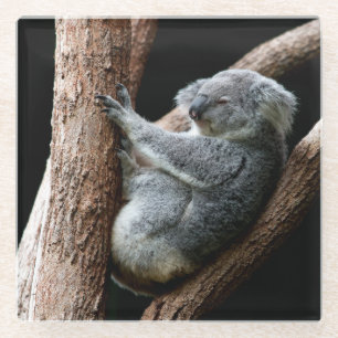 Schöner Koala-Bär im Garten Glasuntersetzer